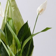 Peace Lily